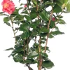 Hot Kamelie (Camellia japonica) D 15 H 40 cm Blühende Pflanzen|Immergrüne Pflanzen