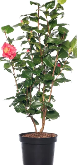Hot Kamelie (Camellia japonica) D 15 H 40 cm Blühende Pflanzen|Immergrüne Pflanzen