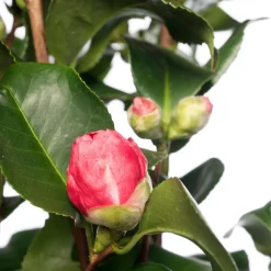Hot Kamelie (Camellia japonica) D 15 H 40 cm Blühende Pflanzen|Immergrüne Pflanzen