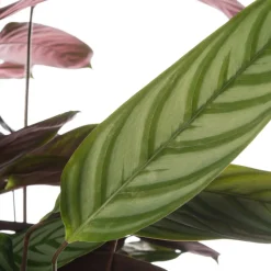 Hot Kamm-Marante (Ctenanthe setosa 'Compact Star') D 21 H 100 cm Luftreinigende Pflanzen|Große Pflanzen