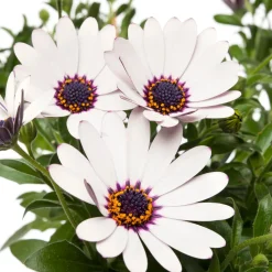 Sale Kapkörbchen (Osteospermum) Stämmchen D 19 H 75 cm Blühende Pflanzen|Einjährige Pflanzen