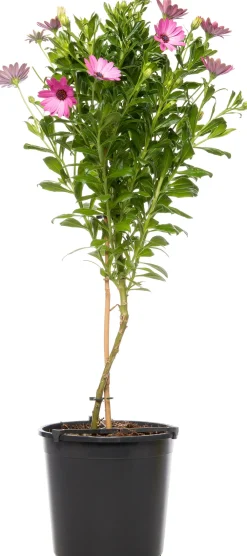 Sale Kapkörbchen (Osteospermum) Stämmchen D 19 H 75 cm Blühende Pflanzen|Einjährige Pflanzen