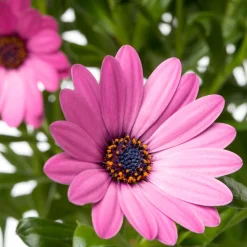 Sale Kapkörbchen (Osteospermum) Stämmchen D 19 H 75 cm Blühende Pflanzen|Einjährige Pflanzen