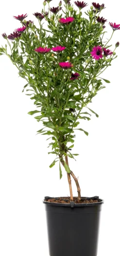 Sale Kapkörbchen (Osteospermum) Stämmchen D 19 H 75 cm Blühende Pflanzen|Einjährige Pflanzen