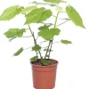 Clearance Kapländische Zimmerlinde (Sparmannia africana) D 17 H 45 cm Grünpflanzen