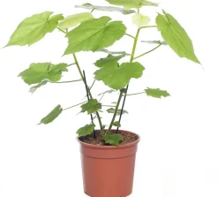 Clearance Kapländische Zimmerlinde (Sparmannia africana) D 17 H 45 cm Grünpflanzen