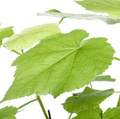 Clearance Kapländische Zimmerlinde (Sparmannia africana) D 17 H 45 cm Grünpflanzen