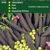 Outlet Kapuziner-Erbsen (Pisum sativum 'Ezetha') Samen Gemüsesamen|Saatgut