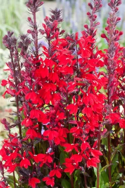 New Kardinals-Lobelie (Lobelia cardinalis) D 9 H 20 cm Blühende Pflanzen|Teichpflanzen