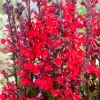 Clearance Kardinals-Lobelie (Lobelia cardinalis) D 18 H 30 cm Blühende Pflanzen|Teichpflanzen
