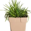 Discount Kartäusernelke (Dianthus carthusianorum) D 11 H 10 cm Blühende Pflanzen|Winterharte Pflanzen