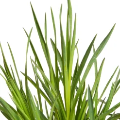 Discount Kartäusernelke (Dianthus carthusianorum) D 11 H 10 cm Blühende Pflanzen|Winterharte Pflanzen