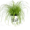 Sale Katzengras (Cyperus alternifolius 'Zumula') D 12 cm H 30 cm Katzensnacks & Leckerlies