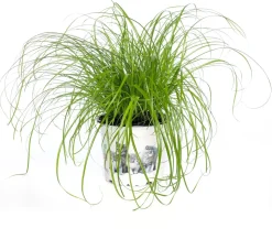 Sale Katzengras (Cyperus alternifolius 'Zumula') D 12 cm H 30 cm Katzensnacks & Leckerlies