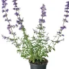 New Katzenminze (Nepeta faassenii) D 17 H 30 cm Mehrjährige Pflanzen|Katzenminze