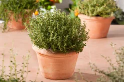 Discount Küchen-Thymian (Thymus Vulgaris 'Faustini') Obst, Gemüse & Kräuter|Kräuterpflanzen