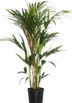 Best Kentia Palme (Howea forsteriana) D 24 H 160 cm Große Pflanzen|Grünpflanzen