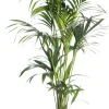 Best Kentia Palme (Howea forsteriana) D 24 cm H 140 cm Große Pflanzen|Grünpflanzen