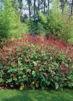 Best Kerzenknöterich (Persicaria Amplexicaulis) Winterharte Pflanzen|Mehrjährige Pflanzen