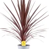 Online Keulenlilie (Cordyline australis 'Red Star') D 21 H 90 cm Einjährige Pflanzen