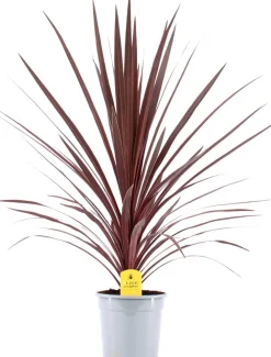 Online Keulenlilie (Cordyline australis 'Red Star') D 21 H 90 cm Einjährige Pflanzen