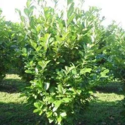 Best Kirschlorbeer (Prunus laurocerasus 'Rotundifolia') D 17 H 40 cm Immergrüne Pflanzen|Winterharte Pflanzen