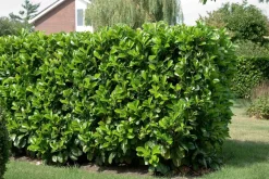 New Kirschlorbeer (Prunus laurocerasus 'Etna') D 32 H 200 cm Heckenpflanzen|Immergrüne Pflanzen