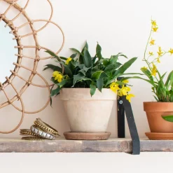 Discount Kissenorchidee (Promenaea 'Sunlight') Ø 12 cm H 20 cm Kleine Zimmerpflanzen|Blühende Zimmerpflanzen