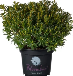 Hot Kleinblättriger Rhododendron (Rhododendron micranthum 'Bloombux') D 23 H 30 cm Immergrüne Pflanzen|Winterharte Pflanzen