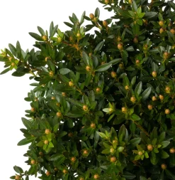 Hot Kleinblättriger Rhododendron (Rhododendron micranthum 'Bloombux') D 23 H 30 cm Immergrüne Pflanzen|Winterharte Pflanzen