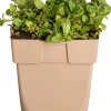 Clearance Kleine Braunelle (Prunella vulgaris) D 11 H 10 cm Winterharte Pflanzen|Bodendecker