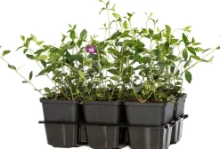 Best Kleines Immergrün (Vinca minor 'Atropurpurea') D 9 cm Pflanzen Für Schatten|Winterharte Pflanzen