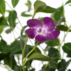 Best Kleines Immergrün (Vinca minor 'Atropurpurea') D 9 cm Pflanzen Für Schatten|Winterharte Pflanzen