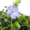 Hot Kleines Immergrün (Vinca minor) D 9 cm Blühende Pflanzen|Pflanzen Für Schatten