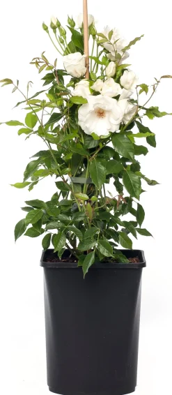 Best Kletterrose (Rosa 'Climbing Iceberg') Immergrüne Pflanzen|Winterharte Pflanzen