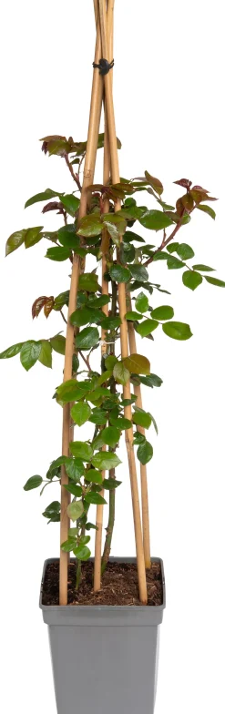 Sale Kletterrose (Rosa 'Compassion') Immergrüne Pflanzen|Rosen