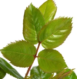 New Kletterrose (Rosa 'Lichtkönigin Lucia') Immergrüne Pflanzen|Rosen