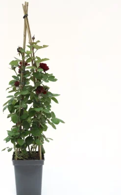 Sale Kletterrose (Rosa 'Nadia Renaissance') D 23 H 70 cm Blühende Pflanzen|Winterharte Pflanzen
