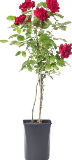 Outlet Kletterrose (Rosa 'Santana') Rosen