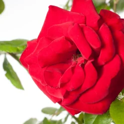 Outlet Kletterrose (Rosa 'Santana') Rosen