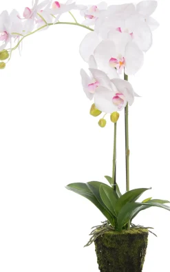 Künstliche Orchidee (Phalaenopsis) im Topf D 40 H 70 cm weiß / rosa Kunstpflanzen