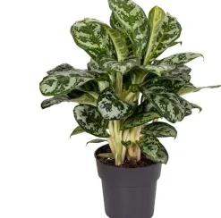 Best Kolbenfaden (Aglaonema 'Amazon Silver') D 19 H 45 cm Luftreinigende Pflanzen|Grünpflanzen