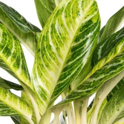Discount Kolbenfaden (Aglaonema 'Keylime') D 24 H 70 cm Luftreinigende Pflanzen|Grünpflanzen