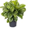 New Kolbenfaden (Aglaonema 'Lemon Mint') D 19 H 45 cm Luftreinigende Pflanzen|Grünpflanzen