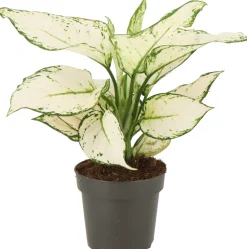 Discount Kolbenfaden (Aglaonema 'White Joy') D 12 H 35 cm Grünpflanzen|Aglaonema