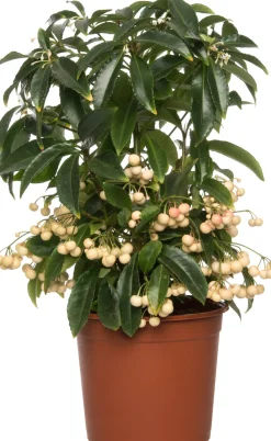 Hot Korallenbeere (Ardisia crenata) D 14 H 40 cm Blühende Zimmerpflanzen