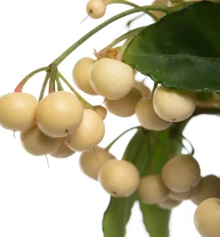 Hot Korallenbeere (Ardisia crenata) D 14 H 40 cm Blühende Zimmerpflanzen