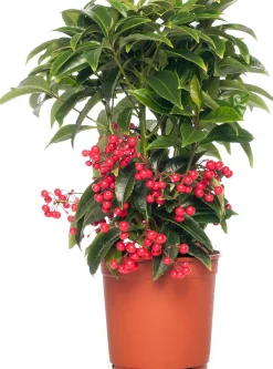 Best Korallenbeere (Ardisia crenata 'Bos Premium') D 14 H 40 cm Blühende Zimmerpflanzen