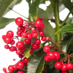 Best Korallenbeere (Ardisia crenata 'Bos Premium') D 14 H 40 cm Blühende Zimmerpflanzen