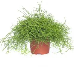 Korallenkaktus (Rhipsalis cassutha) D 10,5 H 15 cm Kleine Zimmerpflanzen|Für Schatten
